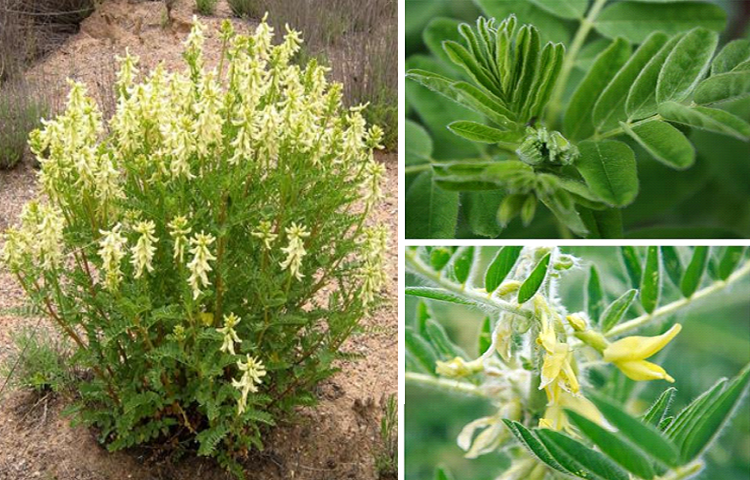 Hoàng Kỳ (Astragalus membranaceus)